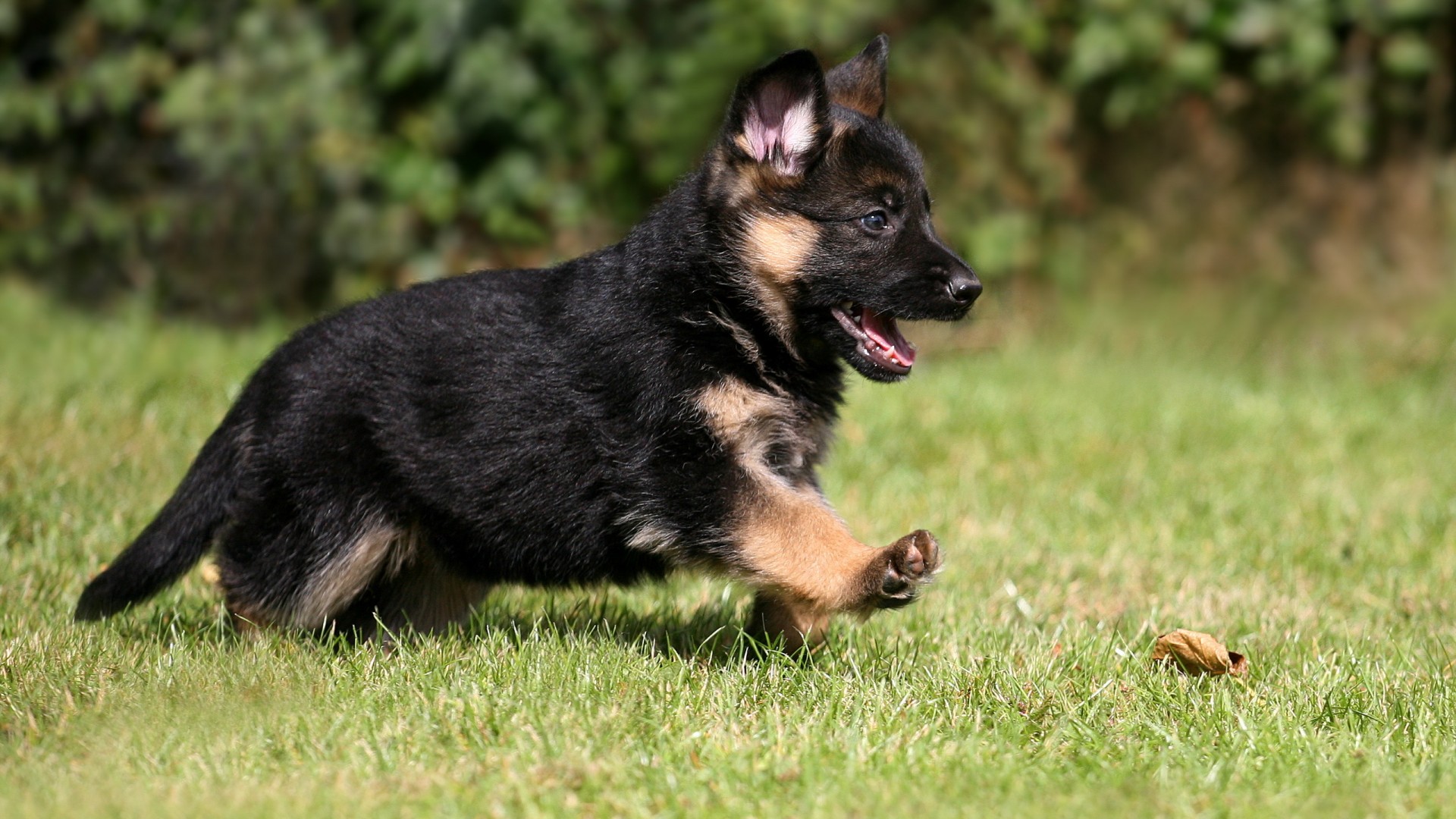 german-shepherd-puppies-for-adoption